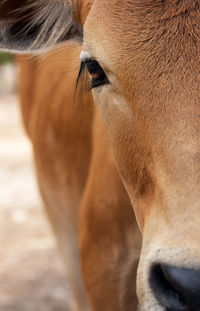 Close-up of a horse