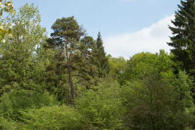 Trees in forest against sky