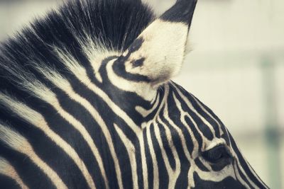 Close-up portrait of zebra