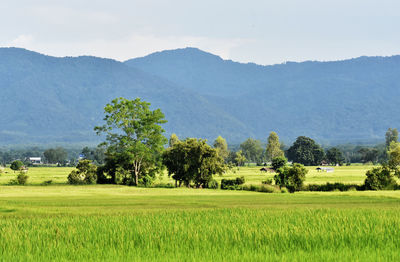 Scenic view of agricultural field against sky