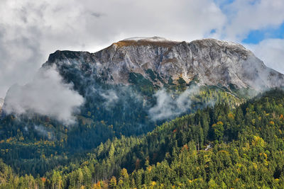 Scenic view of pine trees against sky