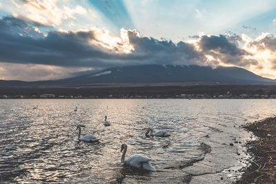 Swan lake in front of fujisan