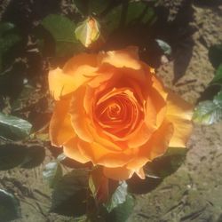 Close-up of rose blooming