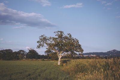 Trees on field against sky