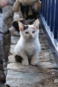 Portrait of kitten sitting outdoors
