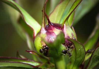 Close-up of ants on peony bud