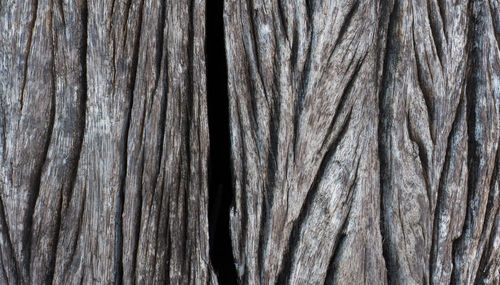 Full frame shot of tree trunk