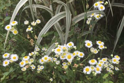 Close-up of white daisy flowers in field