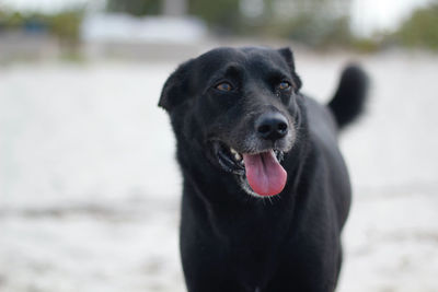 Happy dog at the beach