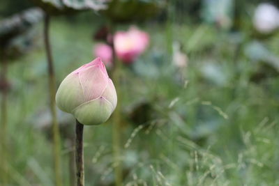 Close-up of pink flower bud