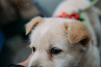 Close-up of puppy