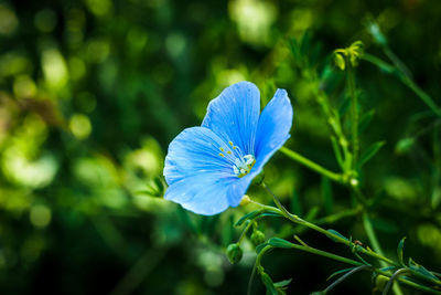 Close-up of blue flower blooming outdoors