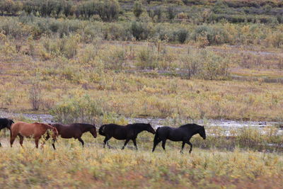 Horses in a field