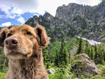 Close-up of dog on mountain against sky