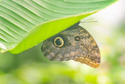 Close-up of butterfly on leaf