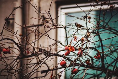 Close-up of bare tree against sky