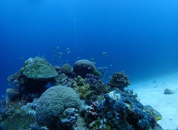 Fish swimming in sea