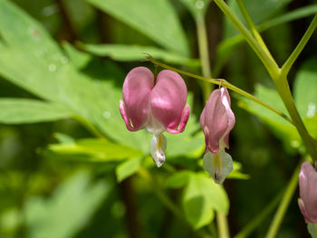 Close-up of water drops on pink flower