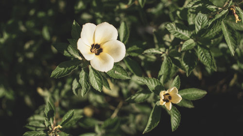 Close-up of white flowering plant