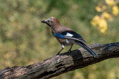 Bird perching on a tree