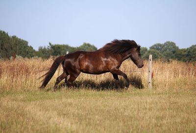 Horse running in a field