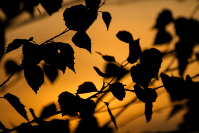 Close-up of silhouette plant at sunset