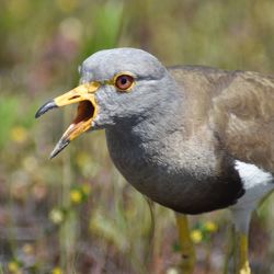 Close-up of bird