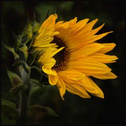 Yellow flower blooming outdoors