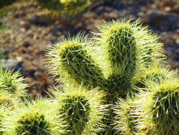 Close-up of cactus growing on field