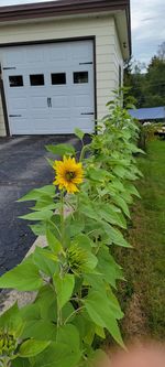 Close-up of yellow flowering plant against building