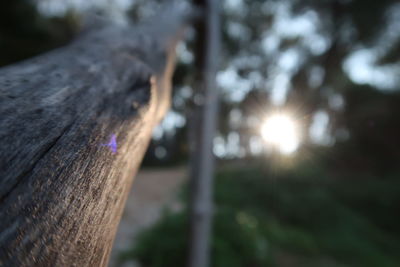 Close-up of tree trunk against sunlight
