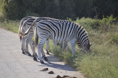 Side view of zebras grazing on field at addo elephant national park