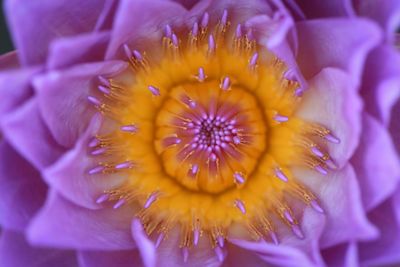 Close-up of purple flowering plant