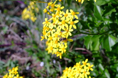 Close-up of bee on yellow flowers