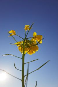 Low angle view of flowering plant against blue sky