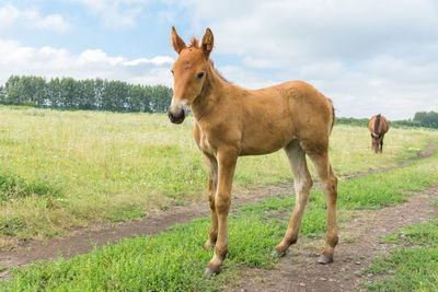 Horse standing in a field