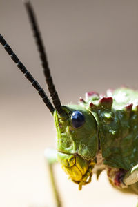 Close-up of insect