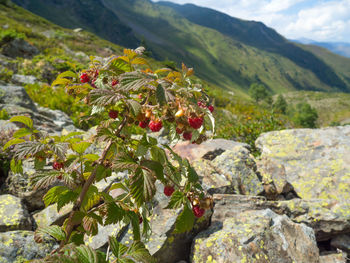 Close-up of flowers growing on mountain