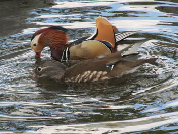 Ducks swimming in lake