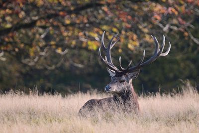 Deer standing on grassy field