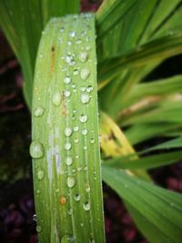 Close-up of wet leaf
