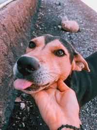 Close-up of hand holding dog