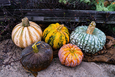 High angle view of pumpkins on table