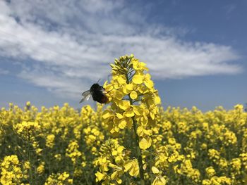 Bee pollinating flower