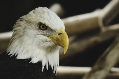 Close-up of eagle