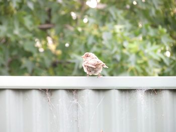 Bird perching on leaf