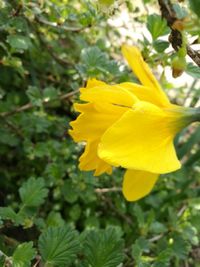 Close-up of yellow flower blooming outdoors