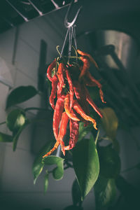 Close-up of red chili peppers hanging on plant