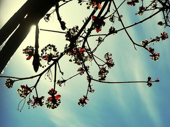 Low angle view of flower tree against sky