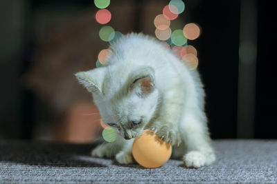 Close-up of kitten playing with ball on floor at night